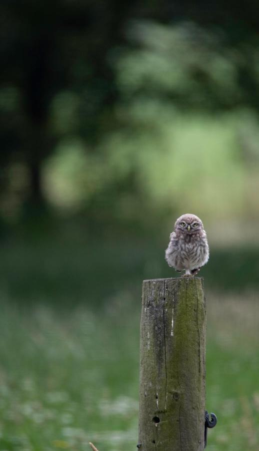 The Cat And The Owl B&B Groenlo Kültér fotó